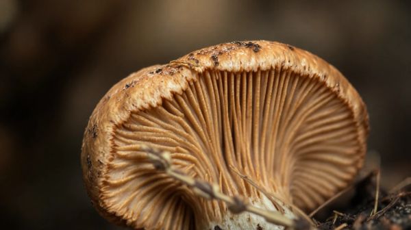 Découvrez comment les champignons adaptogènes boostent votre vitalité